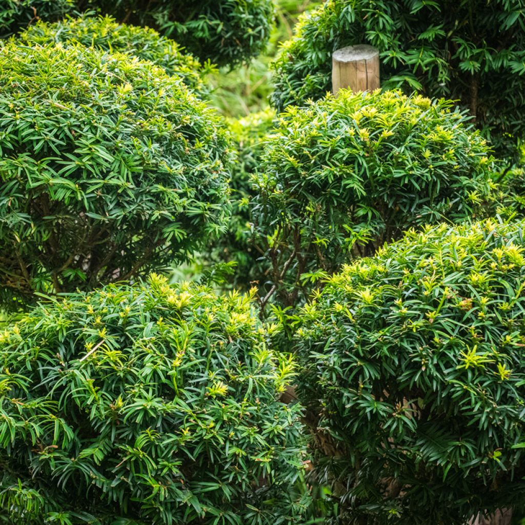 Taxus baccata - If commun