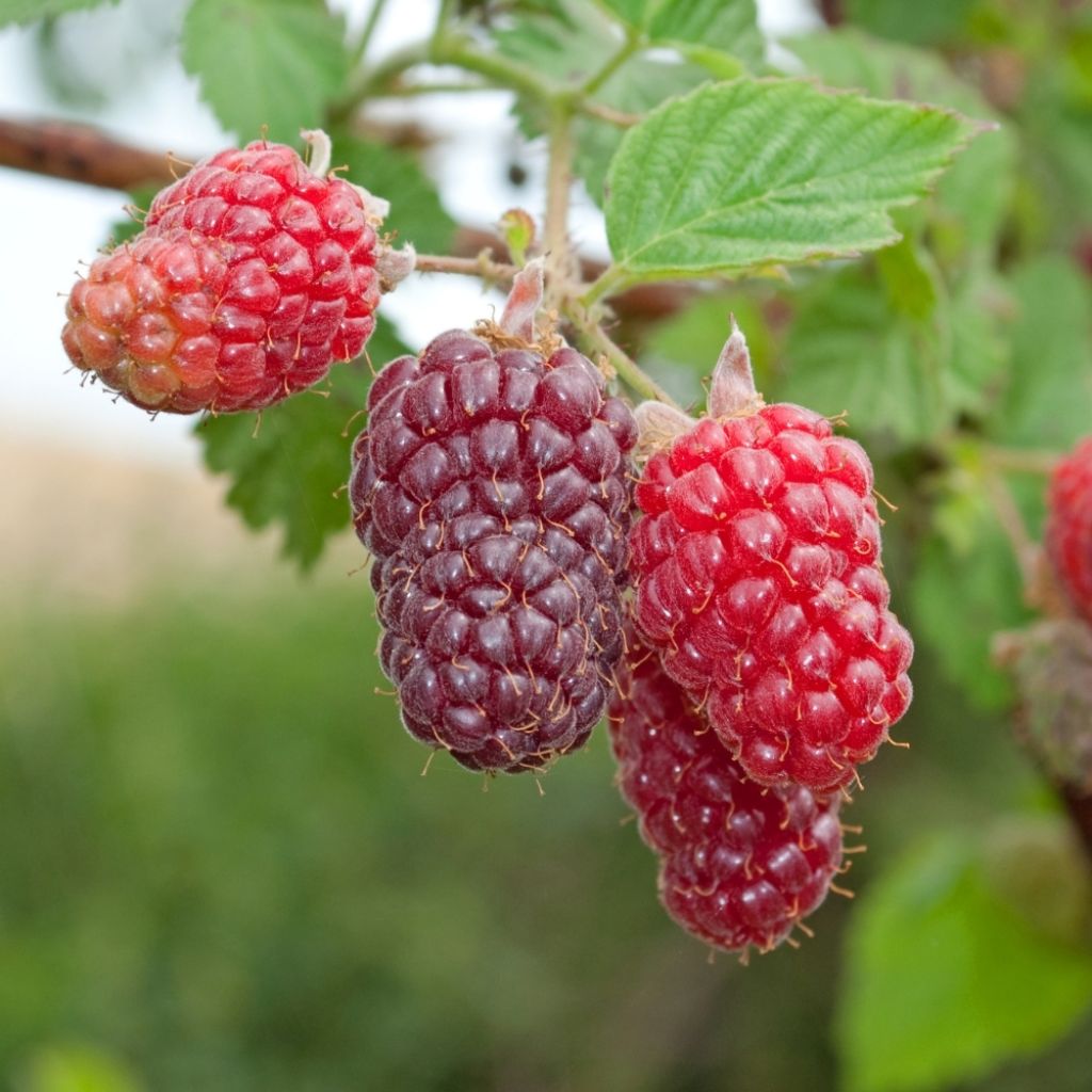 Mûre Buckingham Tayberry - Rubus Tayberry 