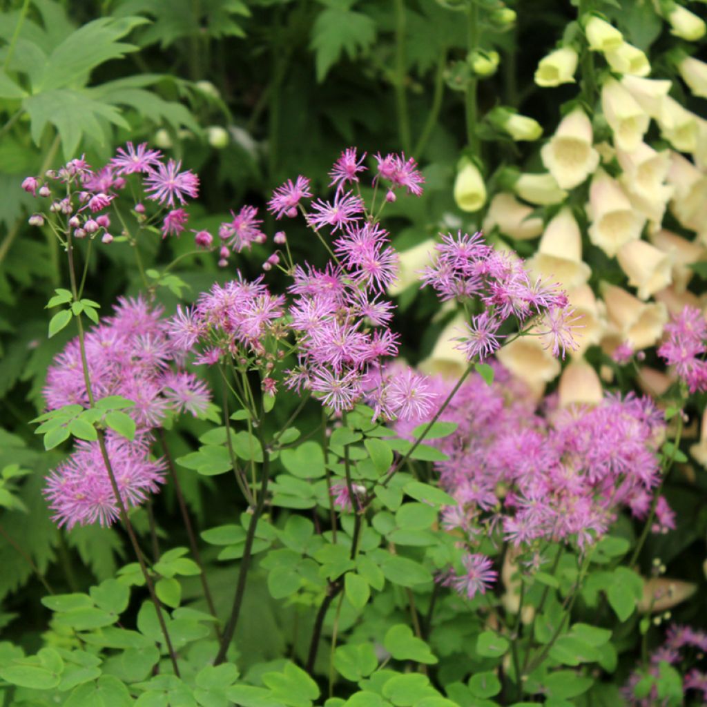 Thalictrum Black Stockings - Pigamon