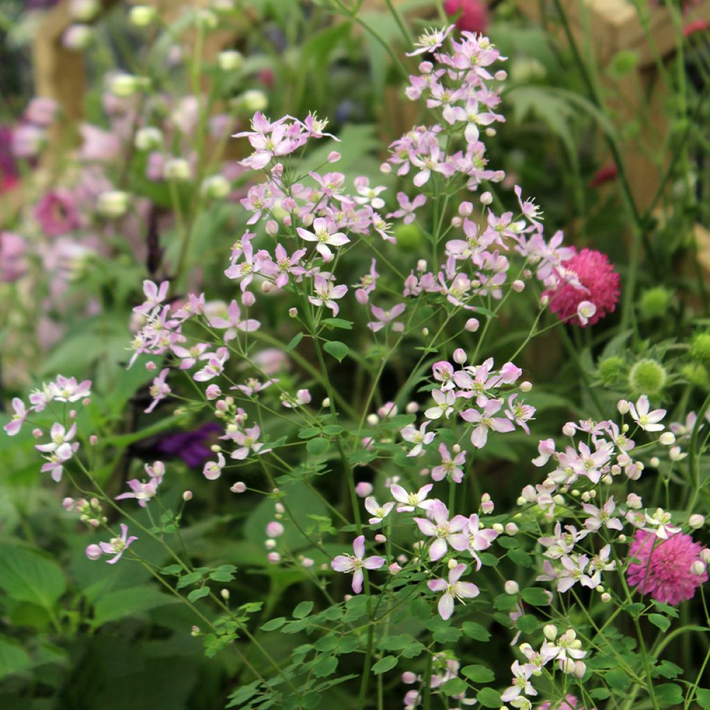 Thalictrum Fairy Wings - Pigamon