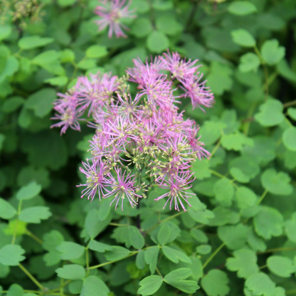 Thalictrum Little Pinkie 