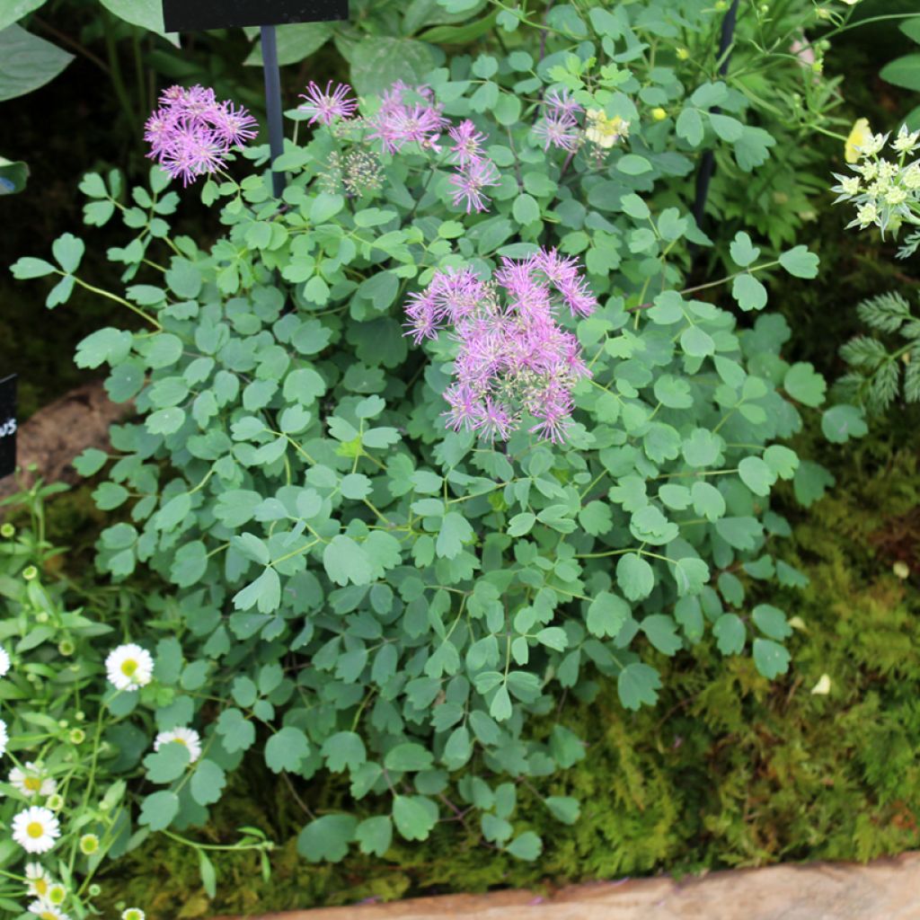 Thalictrum Little Pinkie 