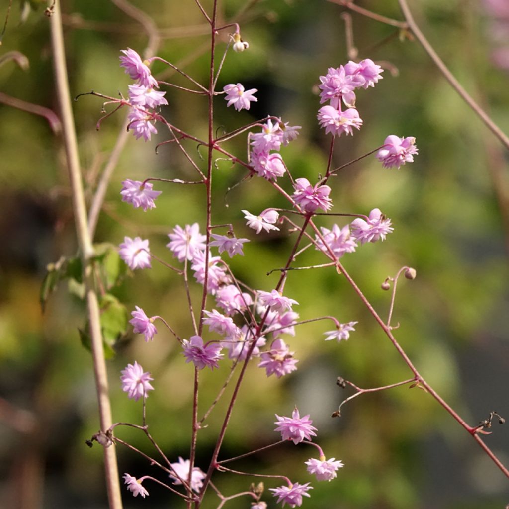 Thalictrum delavayi Hewitt's Double - Pigamon