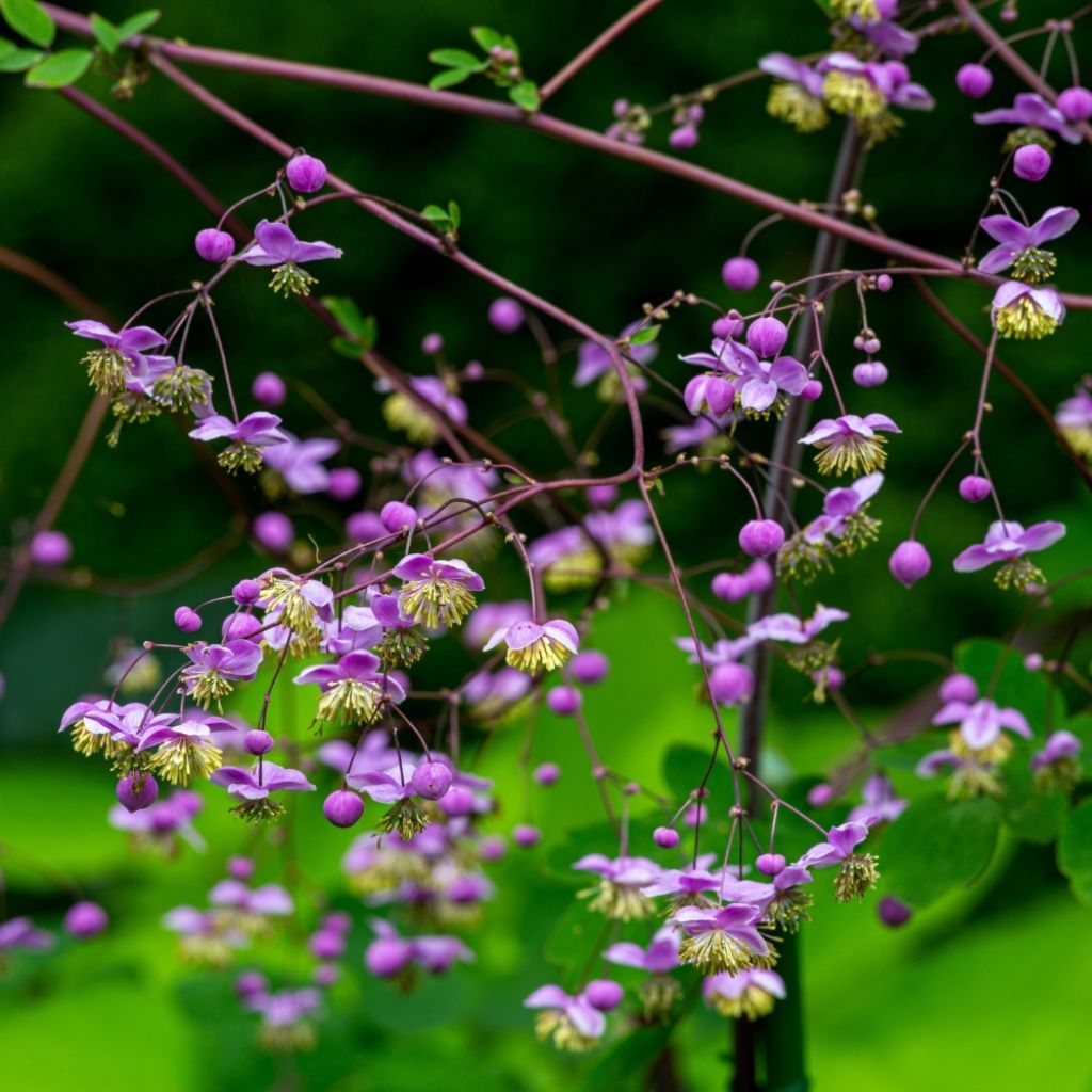Thalictrum delavayi Splendide - Pigamon