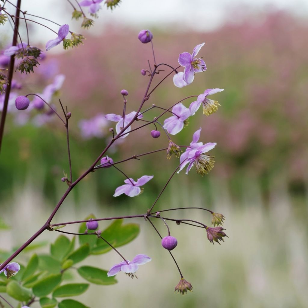Thalictrum delavayi Splendide - Pigamon