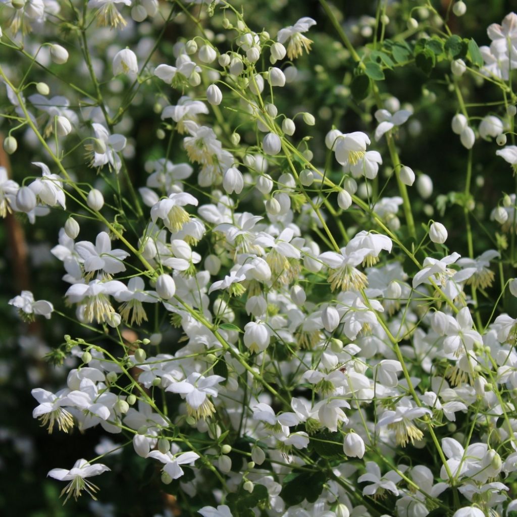 Thalictrum delavayi Splendide Album 