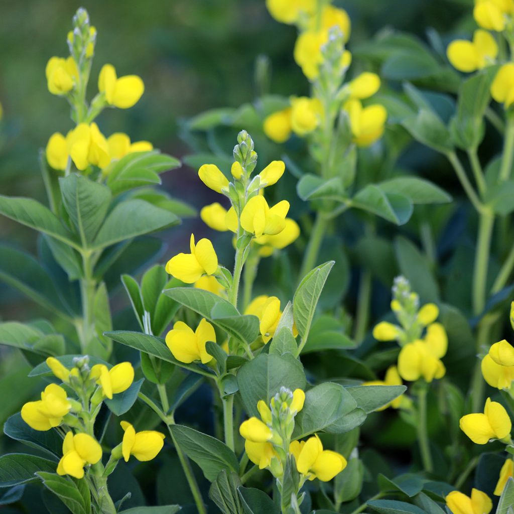 Thermopsis chinensis