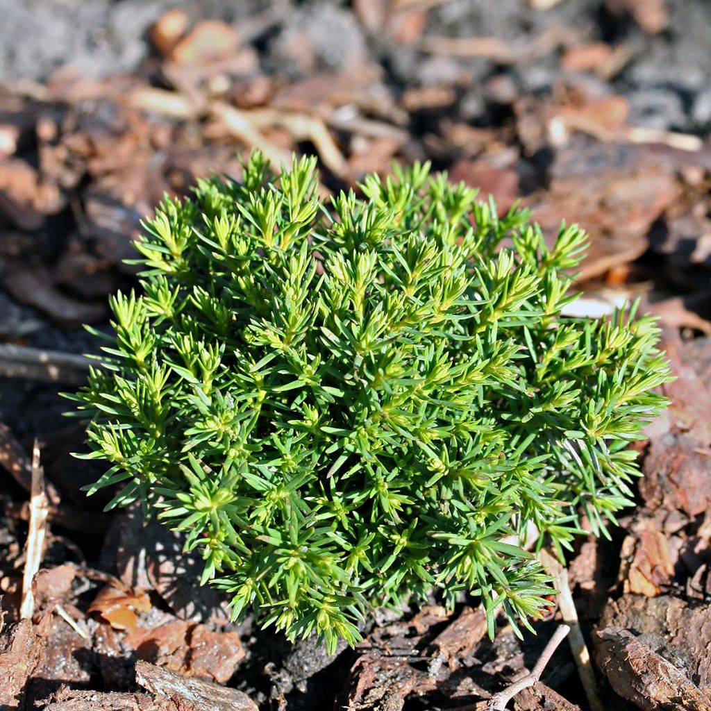 Thuja occidentalis Teddy - Thuya du Canada                       