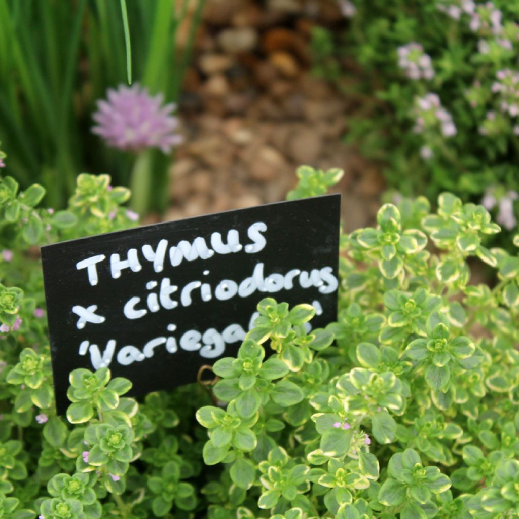 Thym citron panaché - Thymus citriodorus variegated