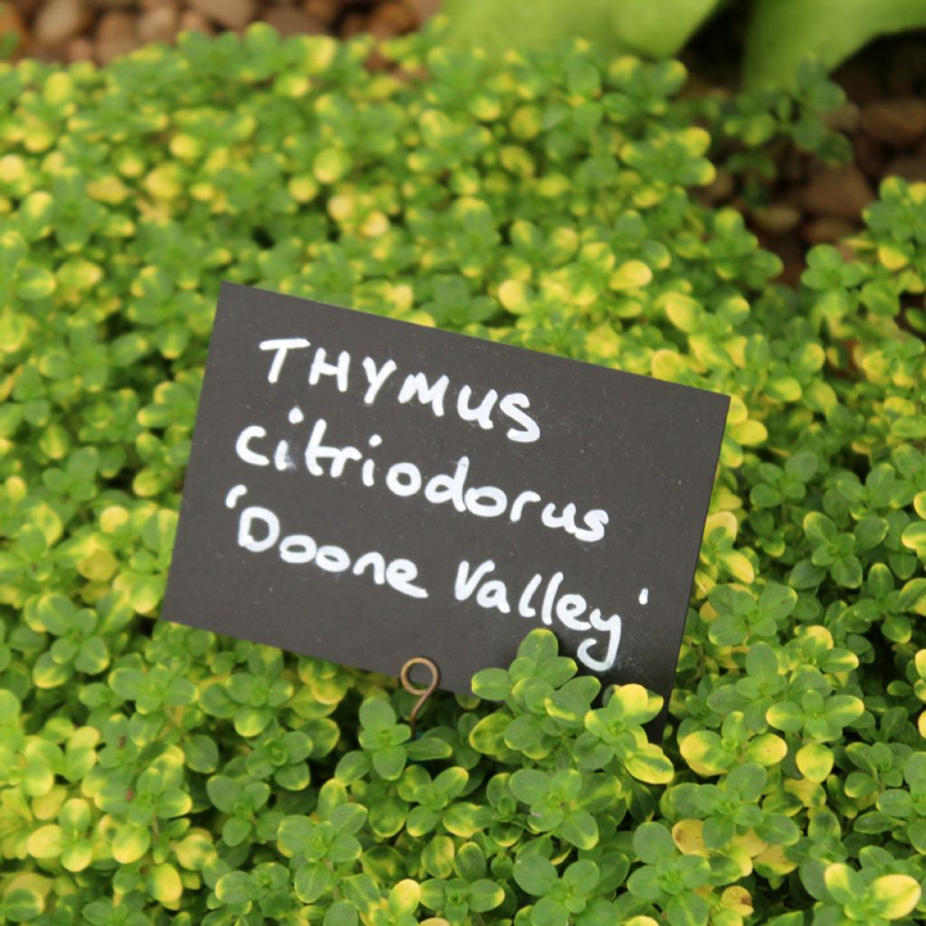 Thym hybride Doone Valley - Thymus (x) citriodorus
