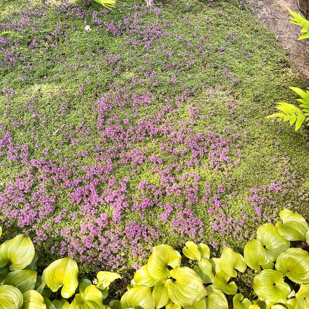 Thym laineux - Thymus pseudolanuginosus