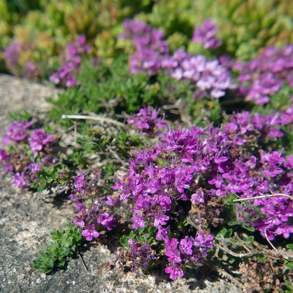 Thym serpolet - Thymus serpyllum