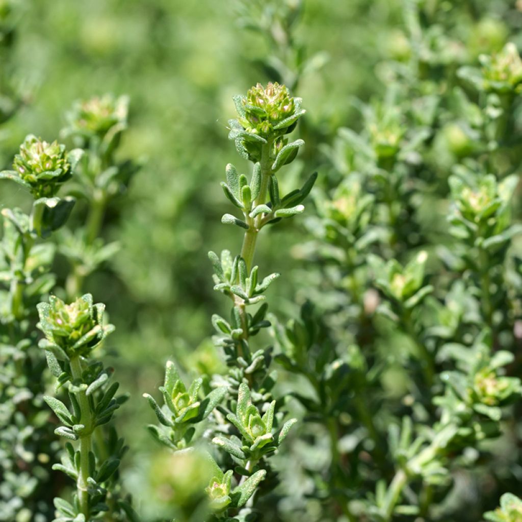 Thym à odeur de rose en plants