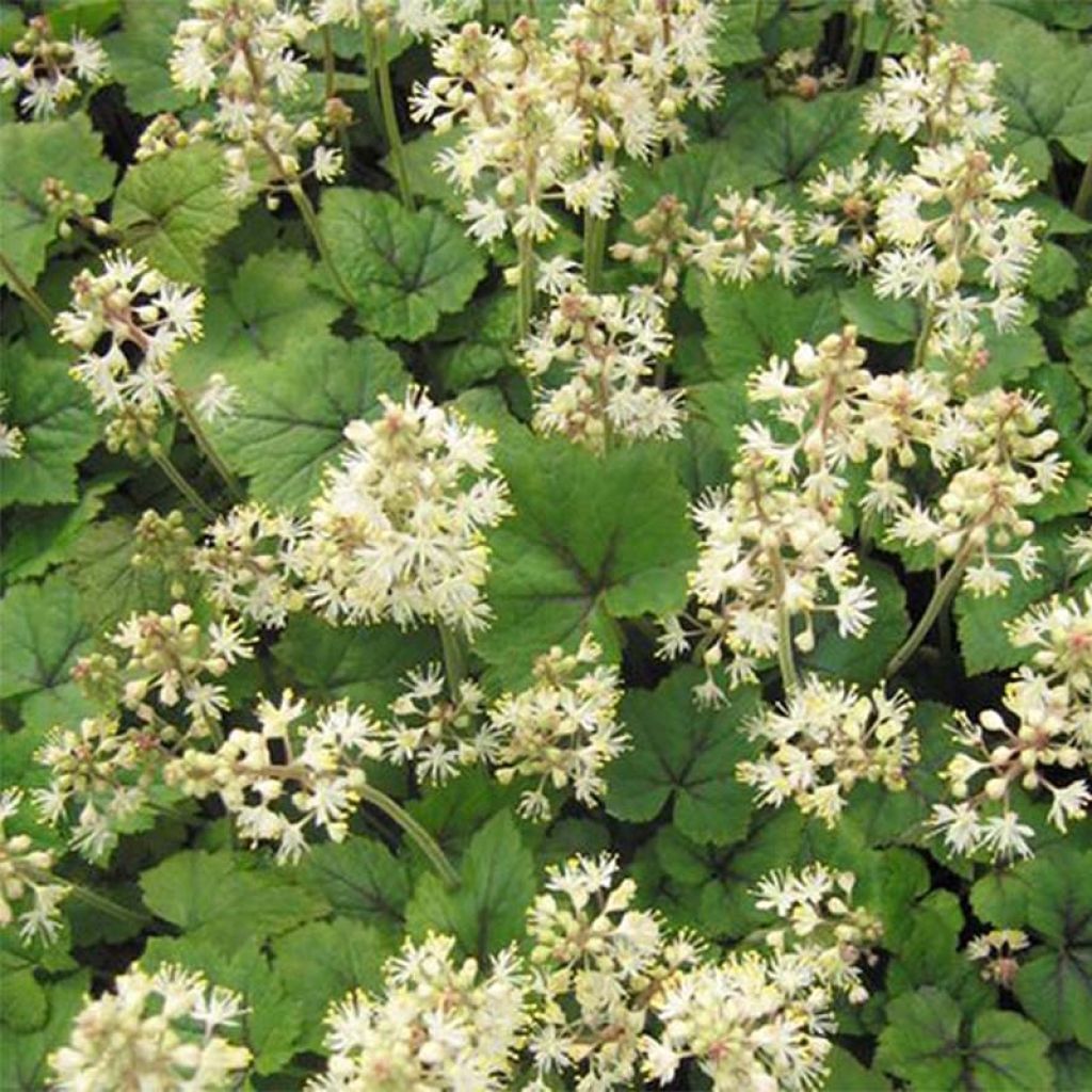 Tiarella cordifolia Brandywine - Tiarelle cordifoliée