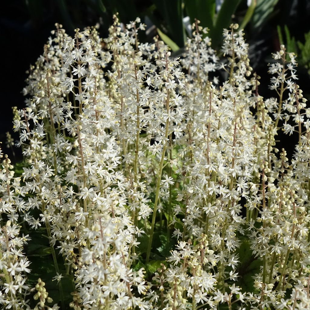Tiarella cordifolia Brandywine - Tiarelle cordifoliée