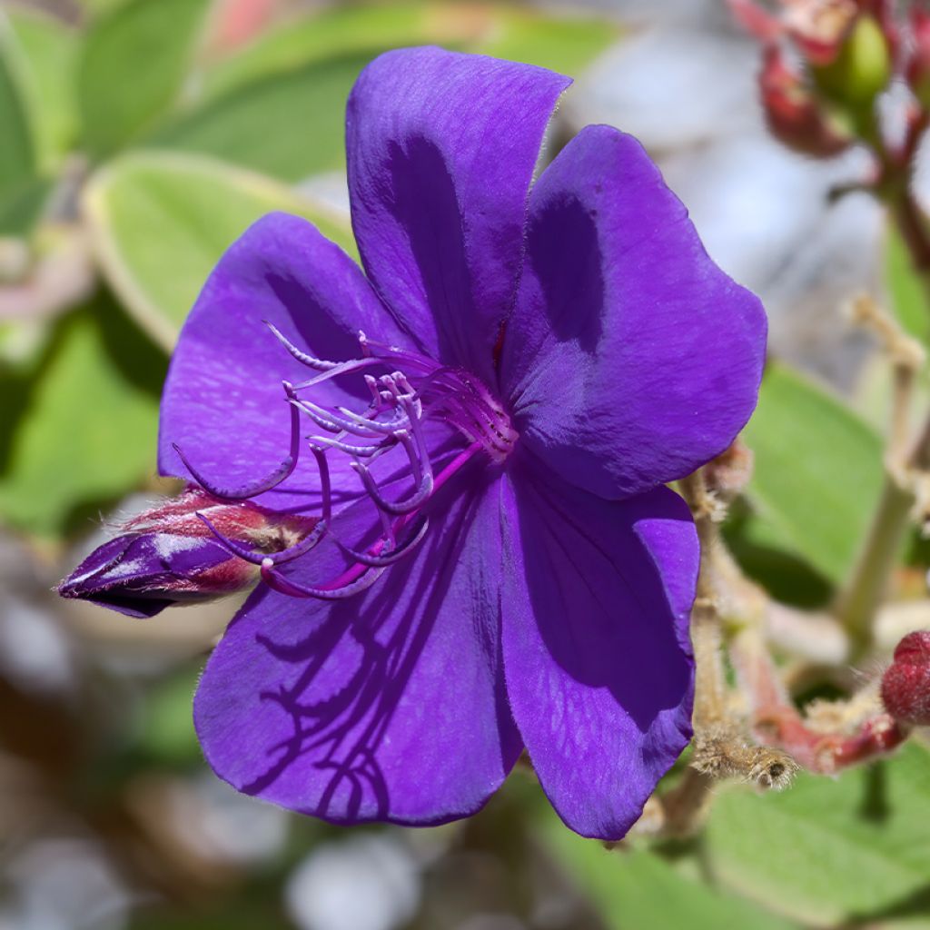 Tibouchina Purple Moon