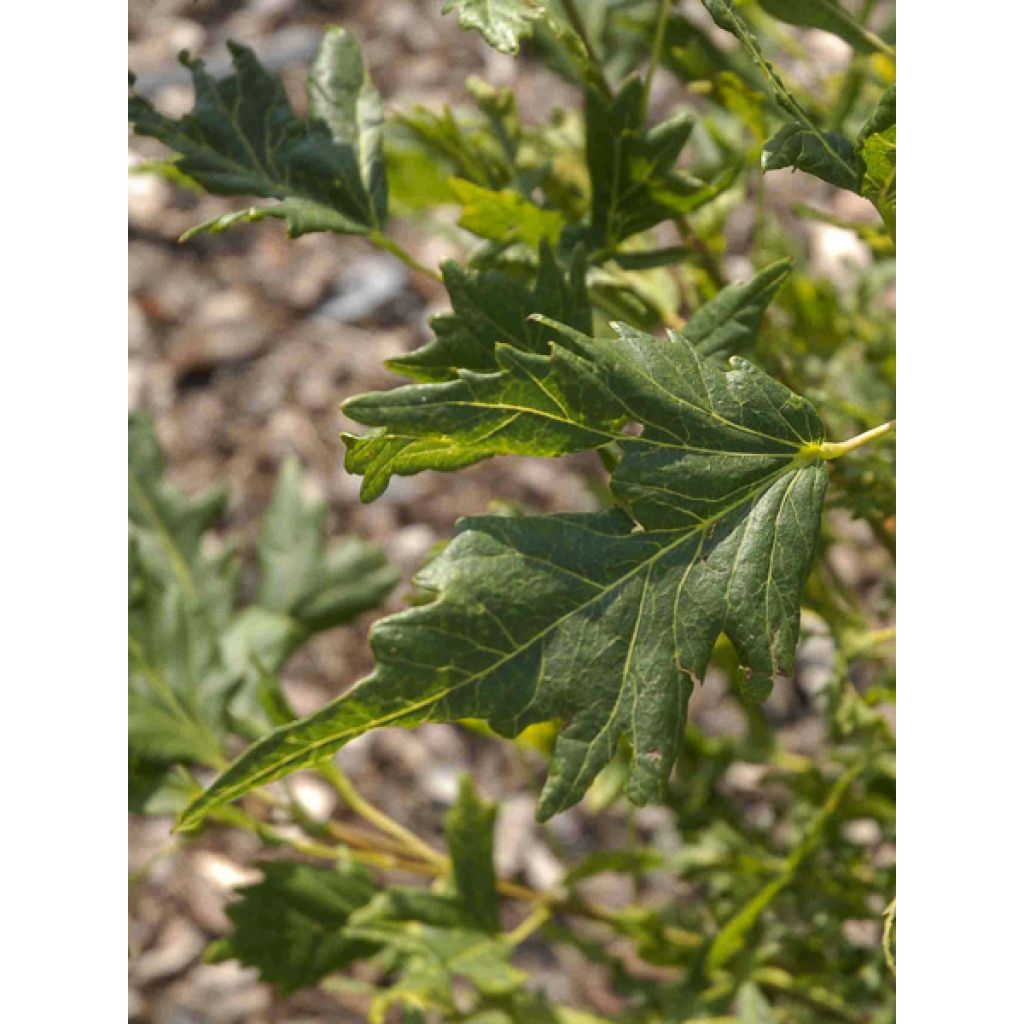Tilleul hybride - Tilia x platyphyllos Henryk Eder