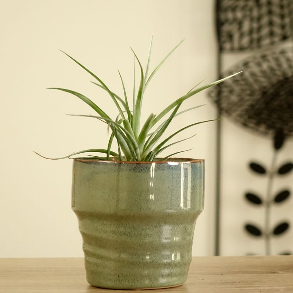 Tillandsia Mizuki