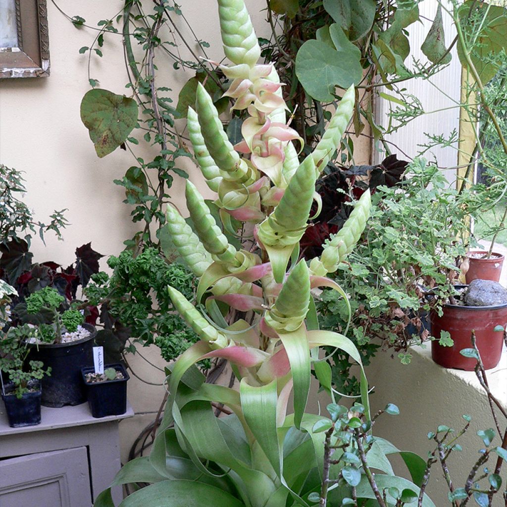 Tillandsia Samantha