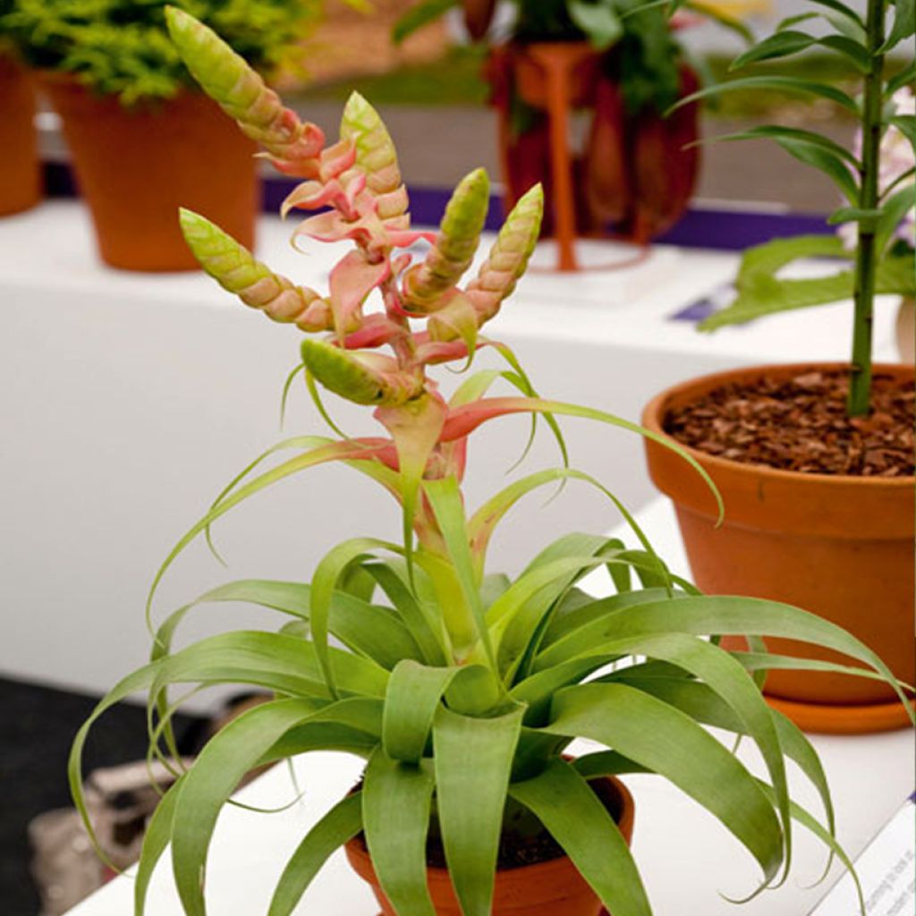 Tillandsia Samantha