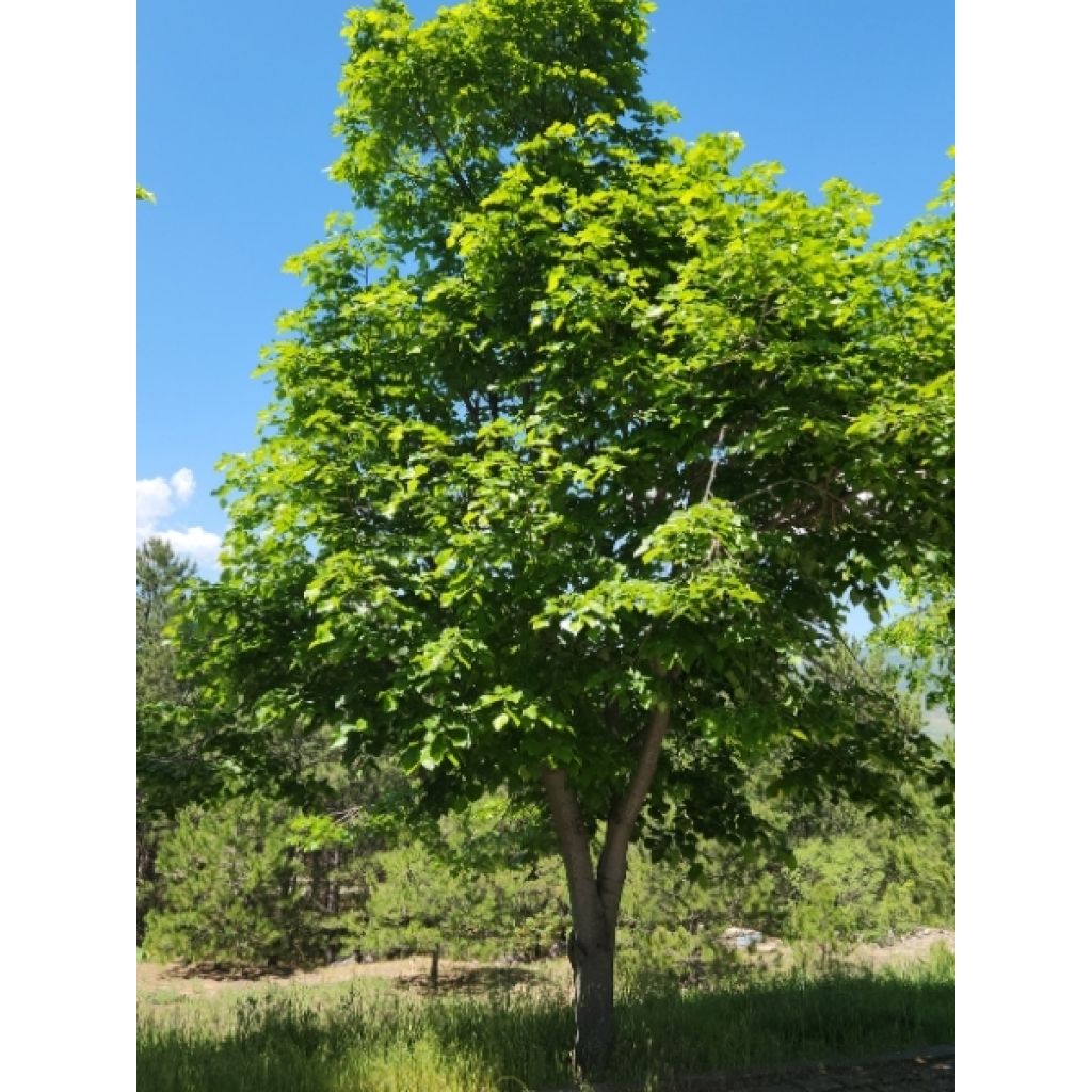 Tilleul à petites feuilles nain Simone - Tilia cordata 
