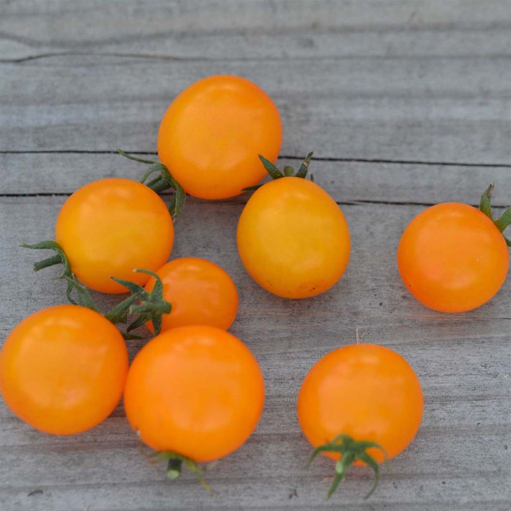 Tomate Gold Nugget Bio - Ferme de Sainte Marthe