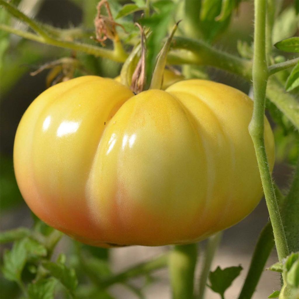Tomate Jack White Bio - Ferme de Sainte Marthe