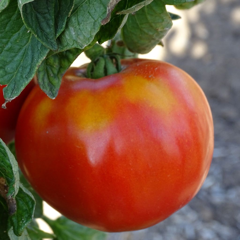 Tomate Maestria F1 Bio - La Sélection du Chef