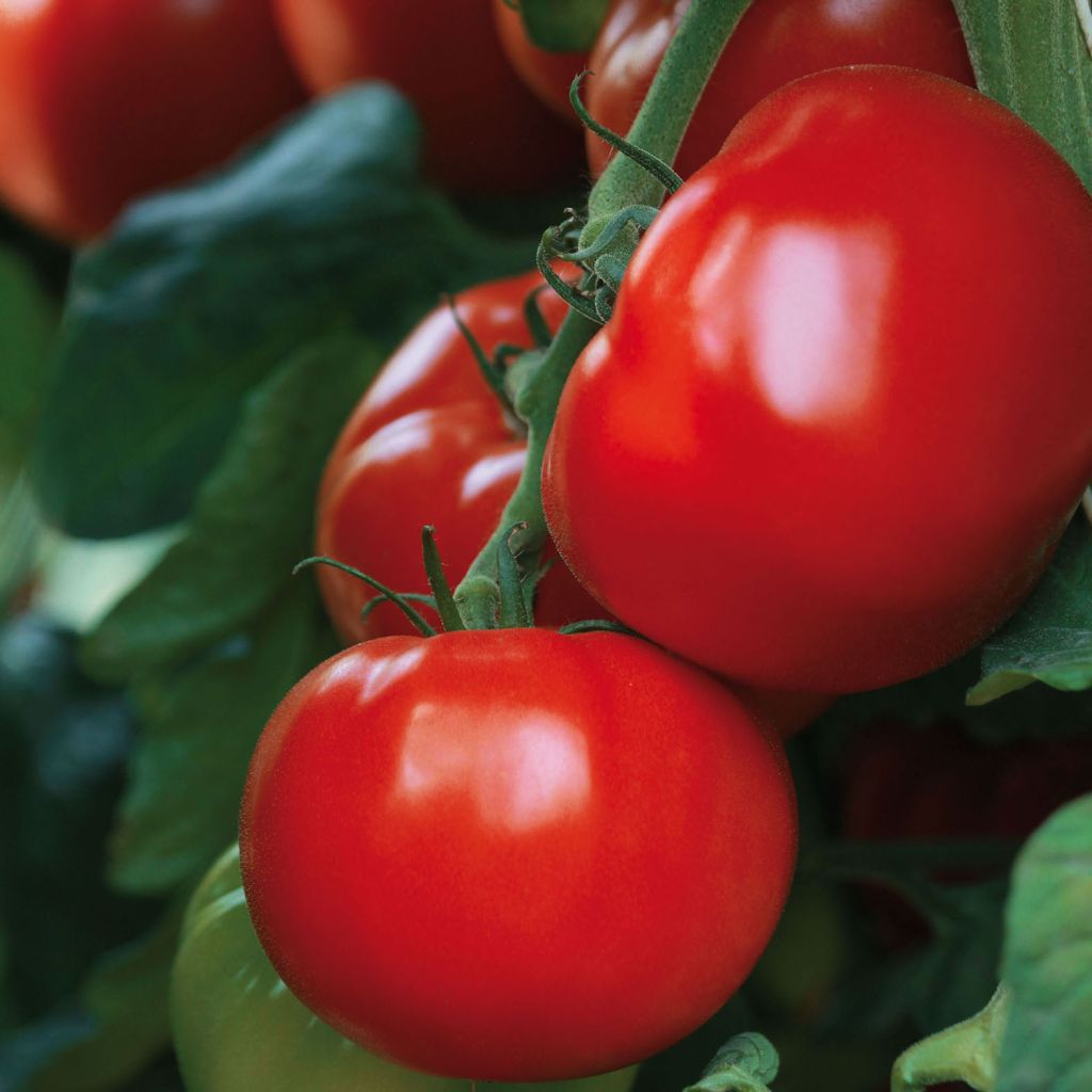 Tomate Maestria F1 en plants GREFFES - La Sélection du Chef