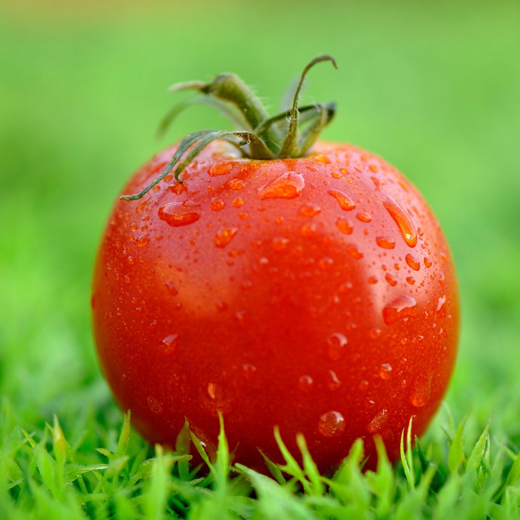 Tomate Montfavet 63-5 F1
