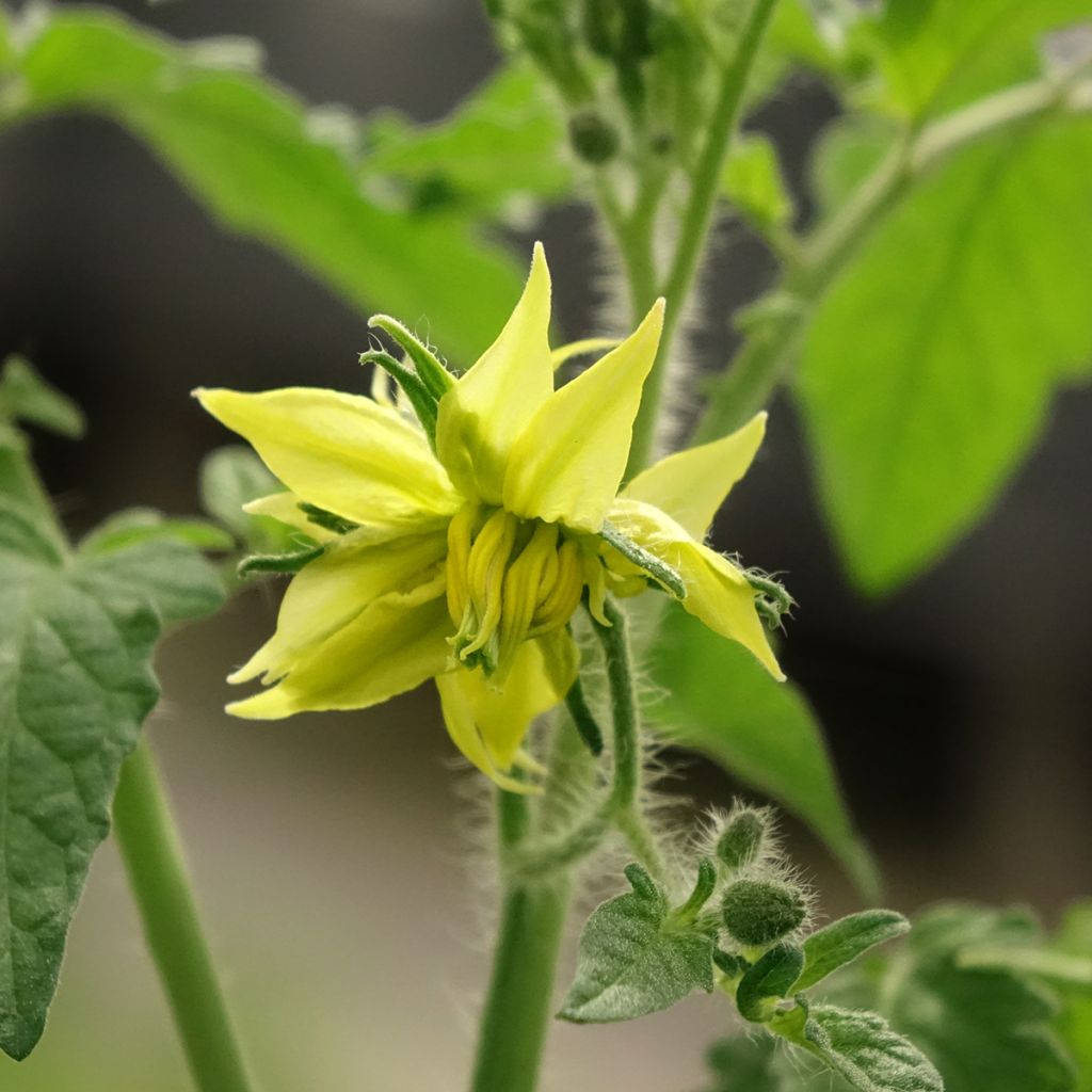 Tomate Noire de Crimée F1 en plants GREFFES