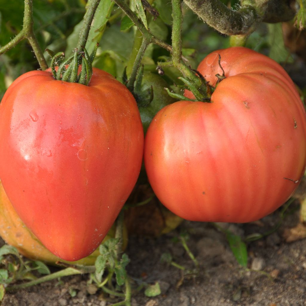Tomate Rose de Berne Bio - Ferme de Sainte Marthe