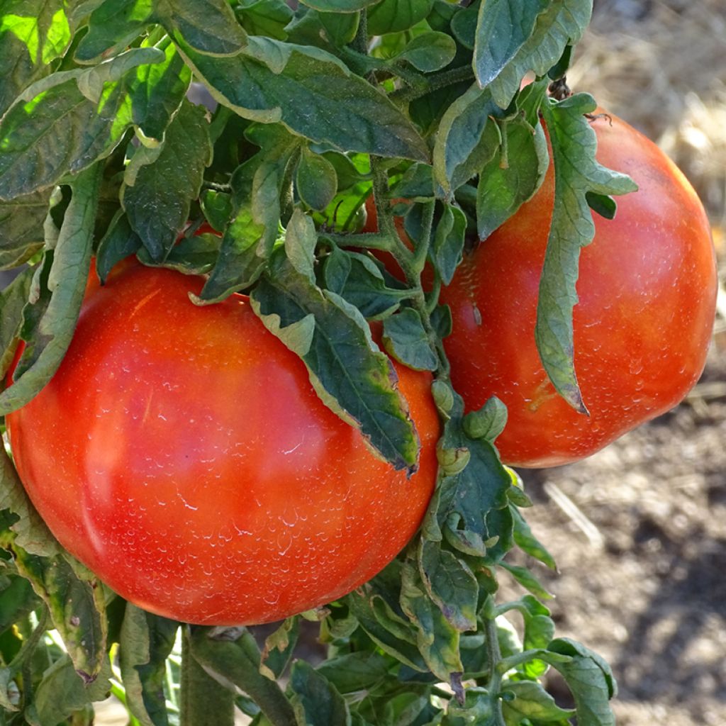 Tomate Supersteak F1 - La Sélection du Chef