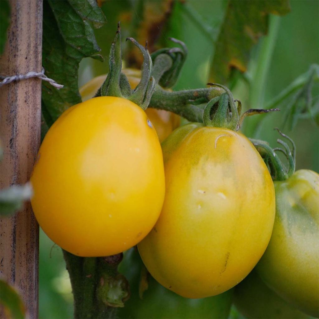 Tomate Téton de Venus jaune Bio - Ferme de Sainte Marthe