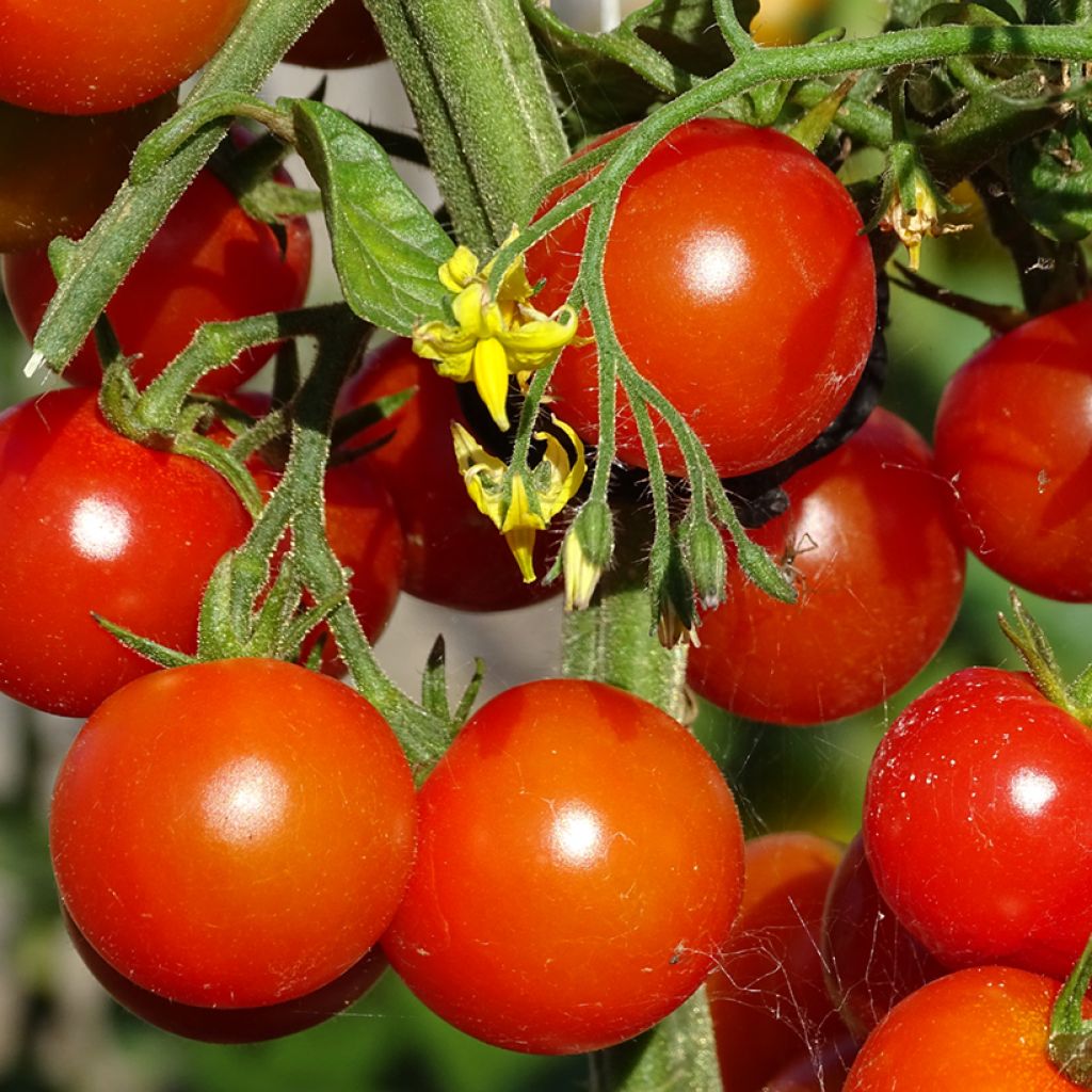 Tomate cerise Gusta Mini Red en plant Bio