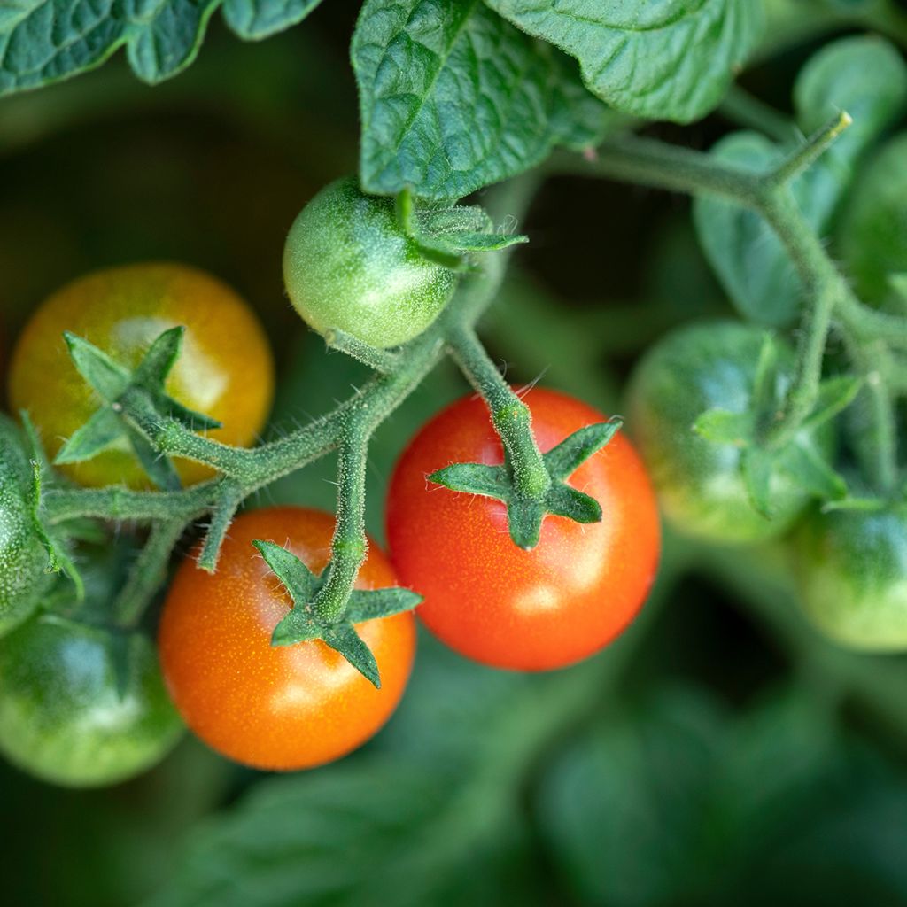 Tomate cerise