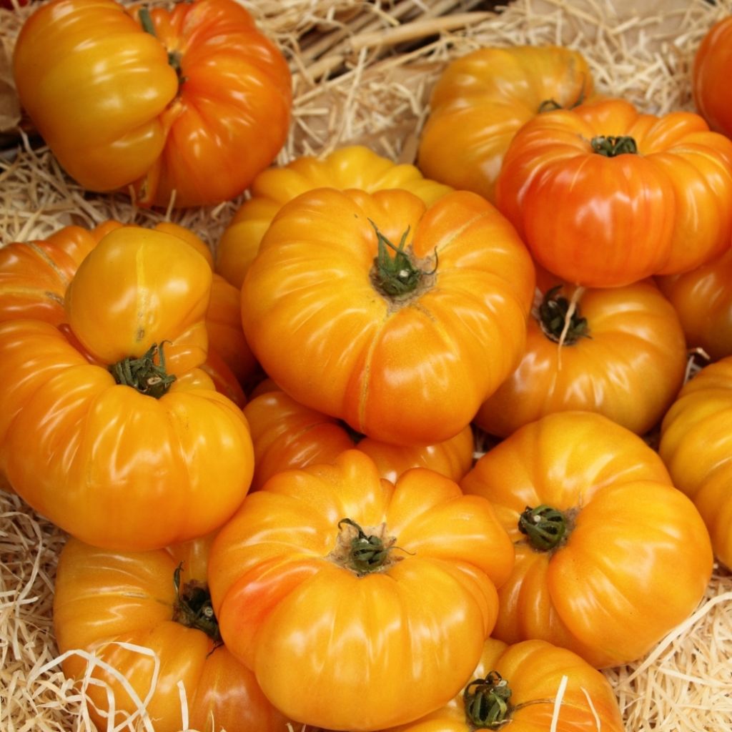 Tomate Ananas Bio Graines
