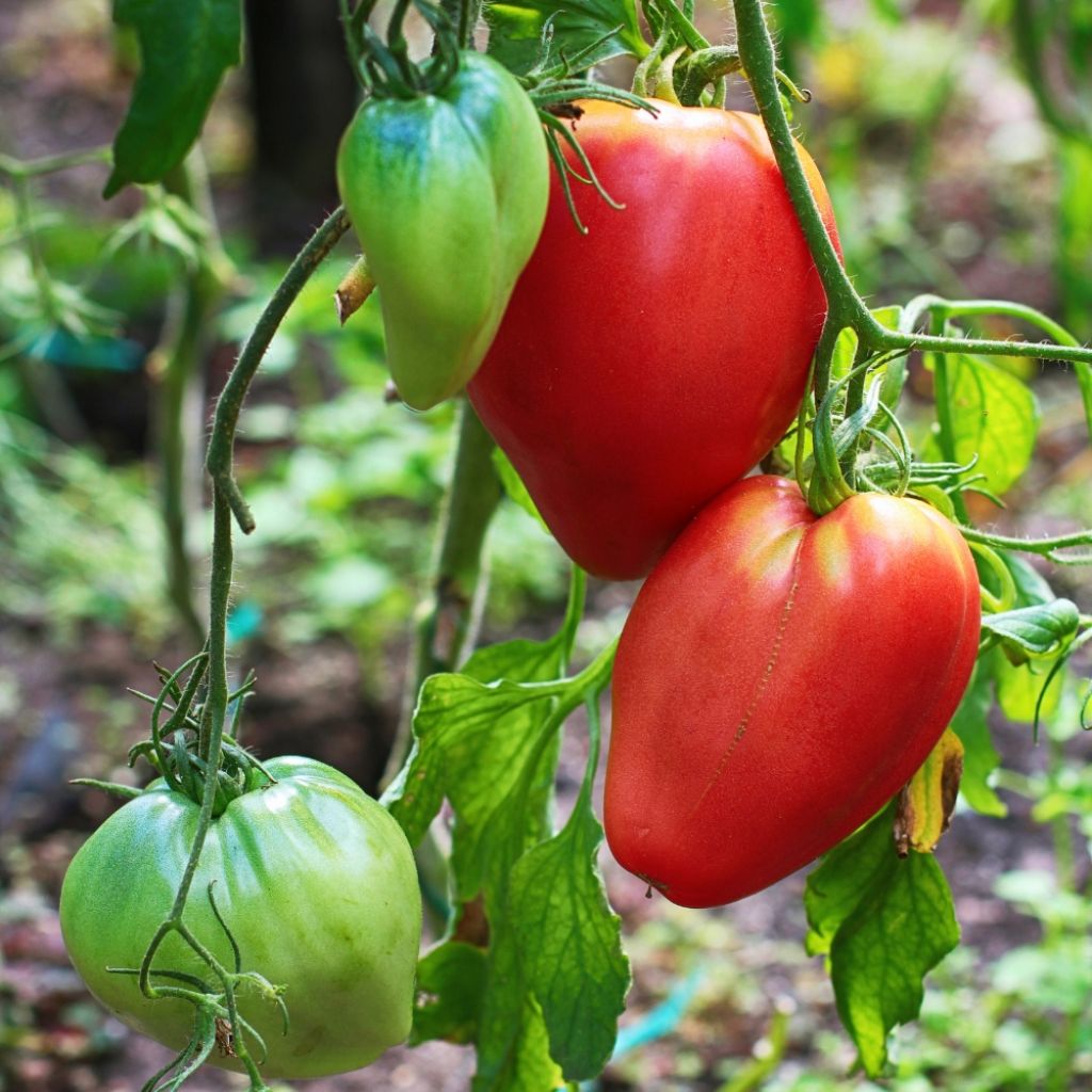 Tomate Cuor di Bue - Cœur de Bœuf
