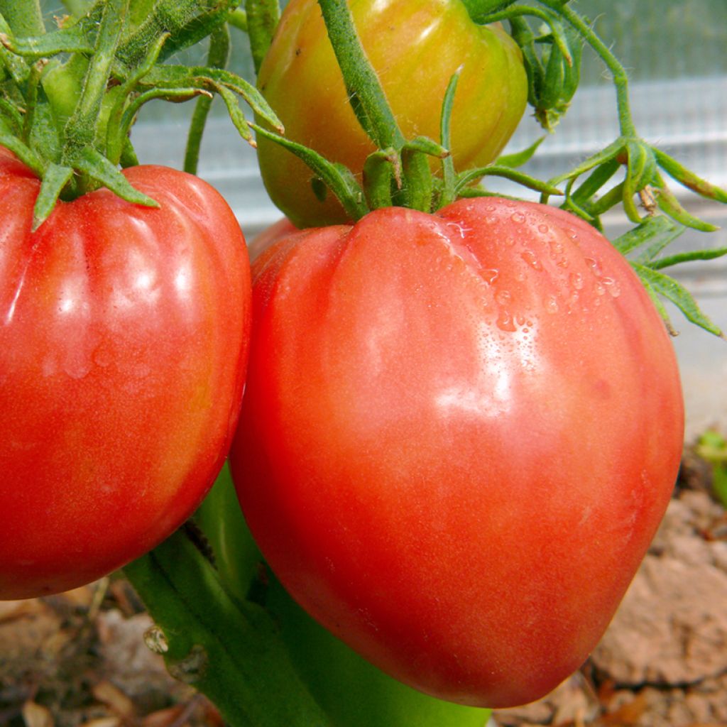 Tomate Cauralina F1 en plant 
