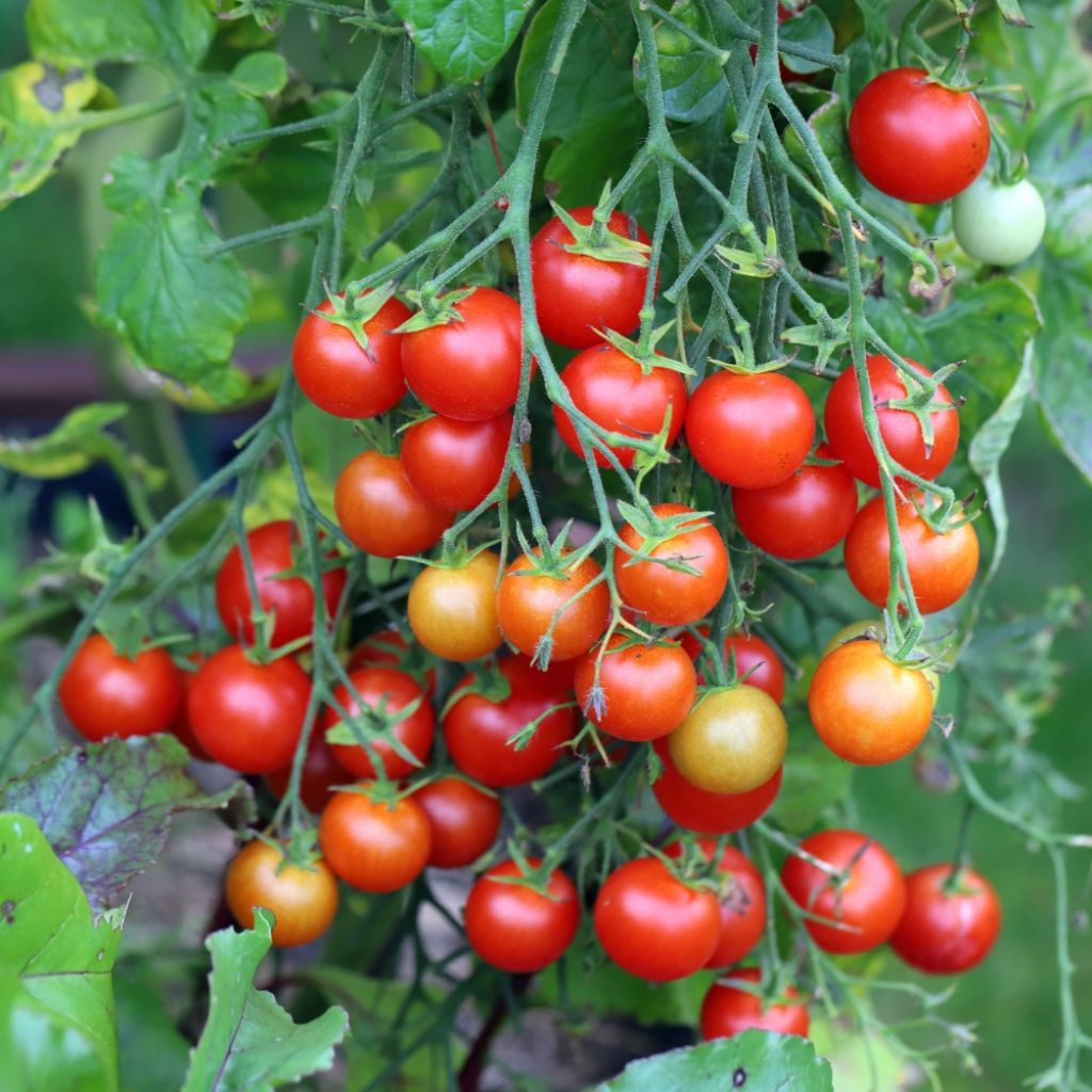 Tomate cerise Bio