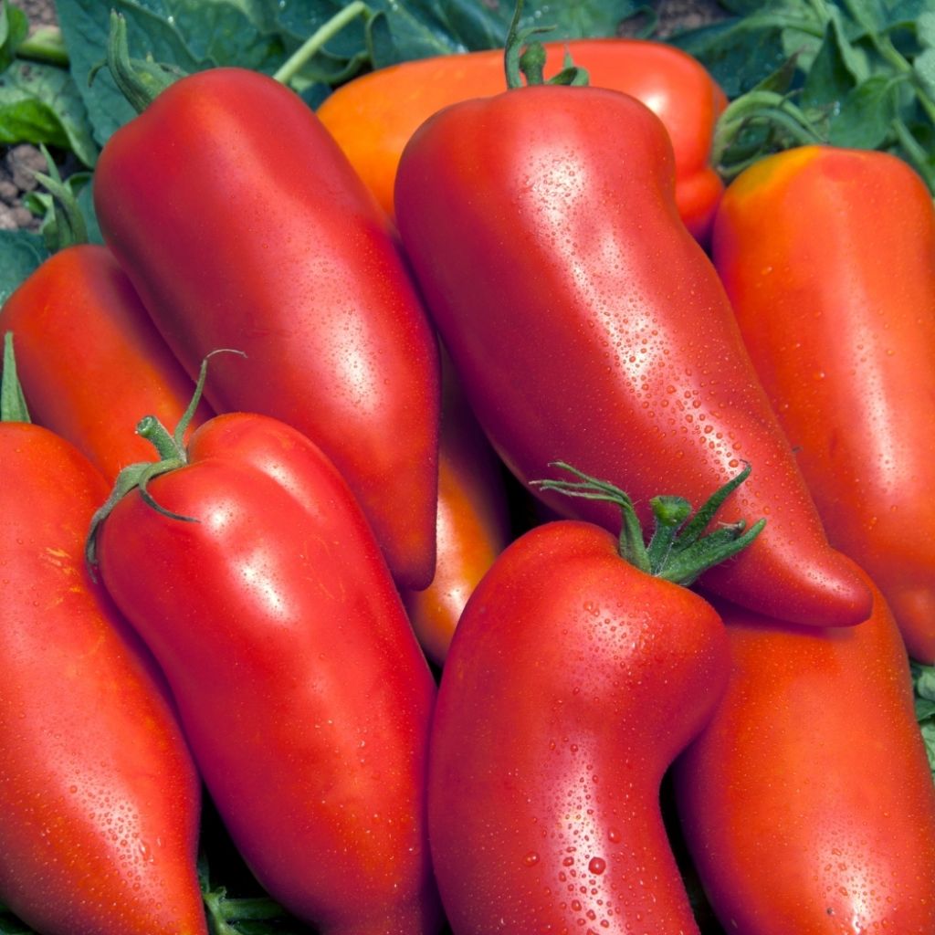 Tomate Cornabel F1 - Vilmorin
