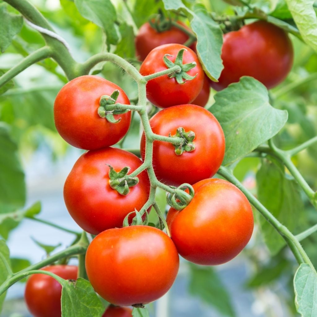 Tomate Dona F1 (Création Vilmorin) - Vilmorin