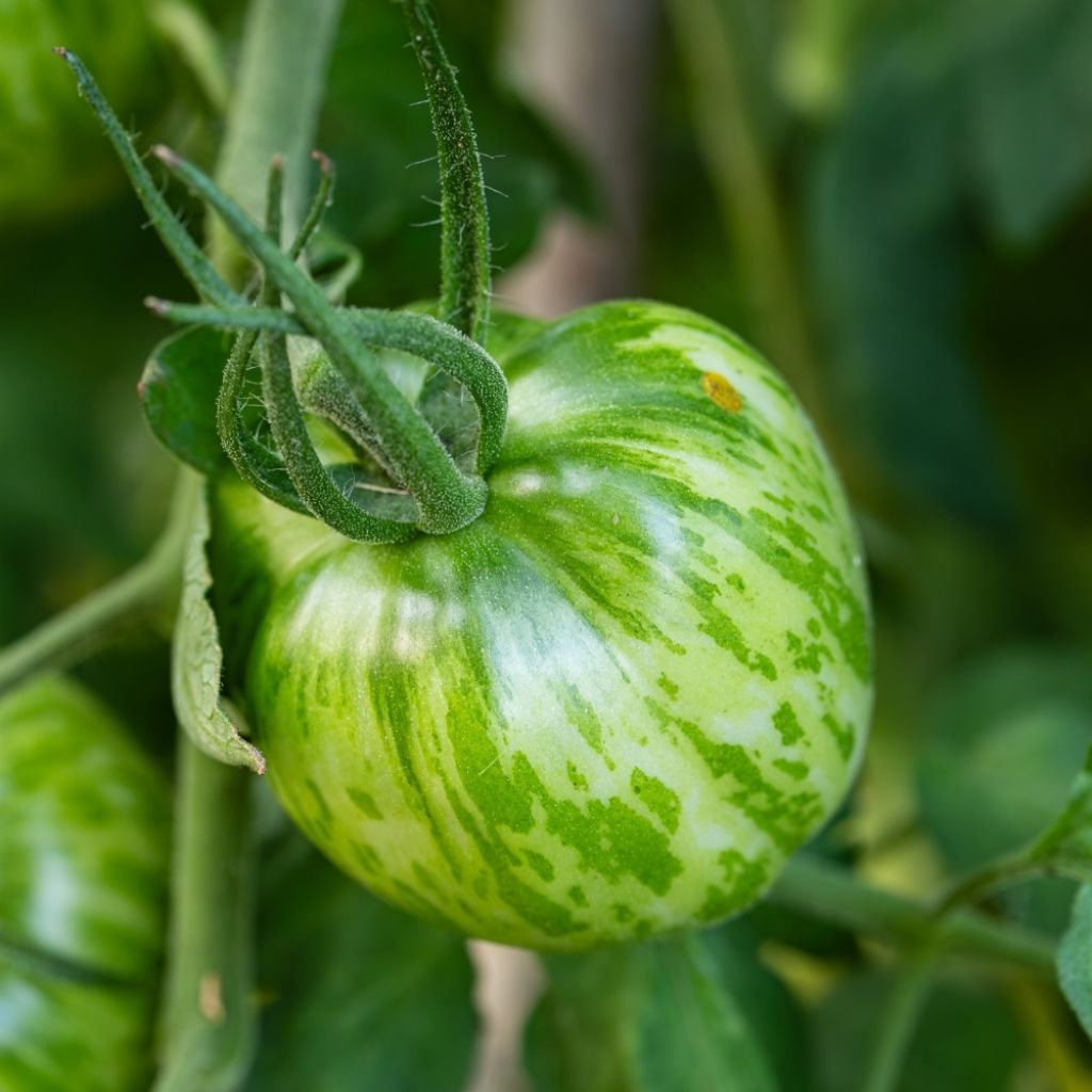 Tomate Green Zebra en plants