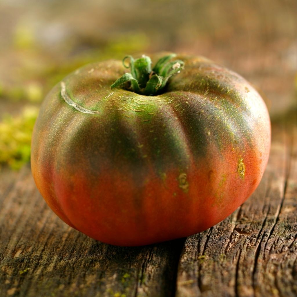 Tomate Noire de Crimée - Solanum lycopersicum 