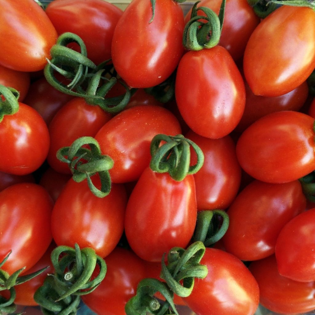 Tomate Roma VF - Tomate allongée