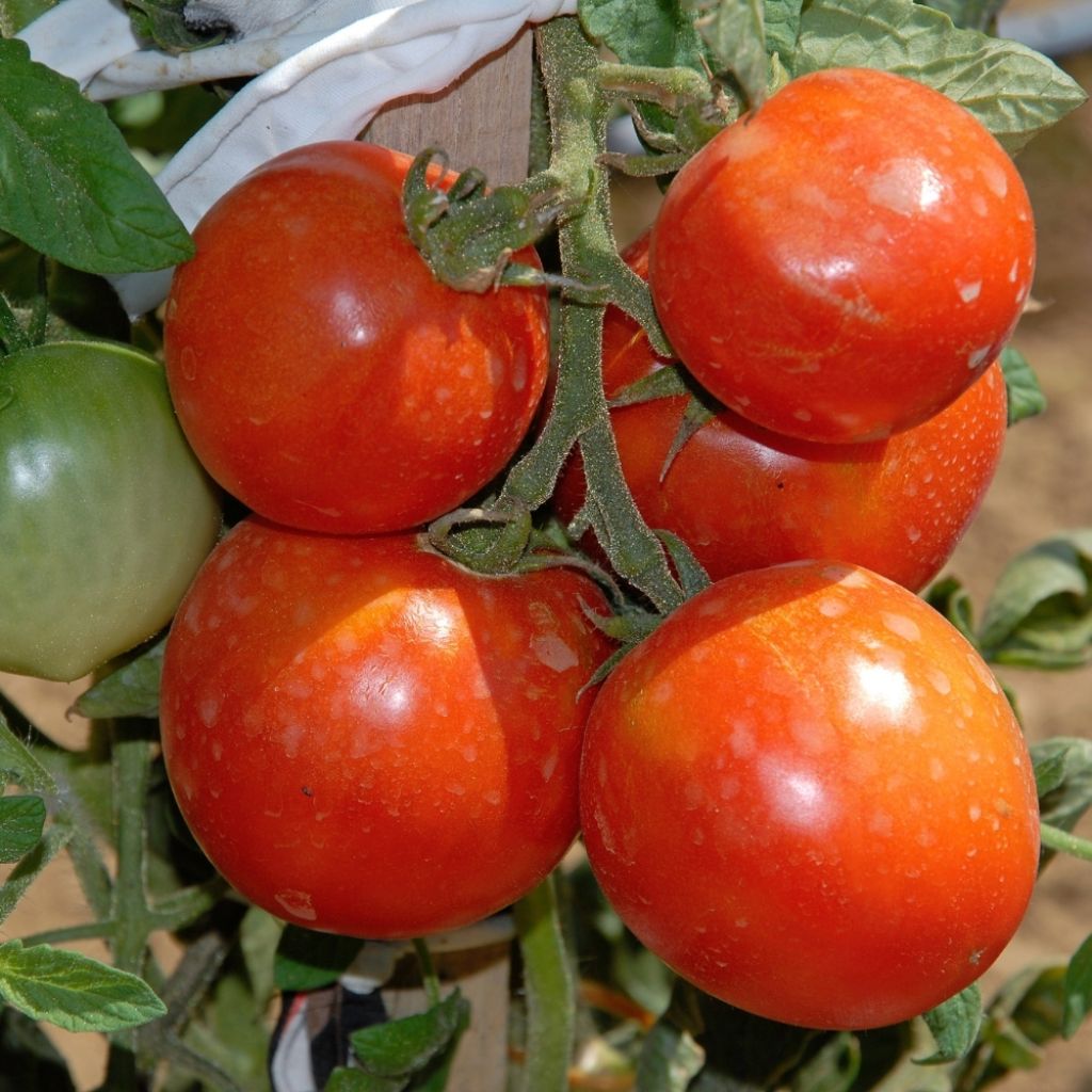 Tomate Saint Pierre - Solanum lycopersicum 