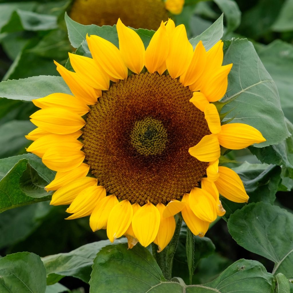Graines de Tournesol à fleur géante jaune - Helianthus annuus Uniflorus Giganteus