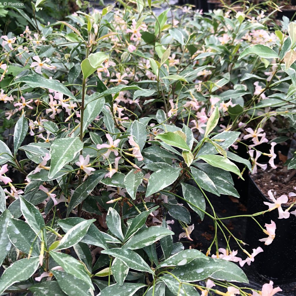 Trachelospermum asiaticum Star of Milano - Jasmin étoilé