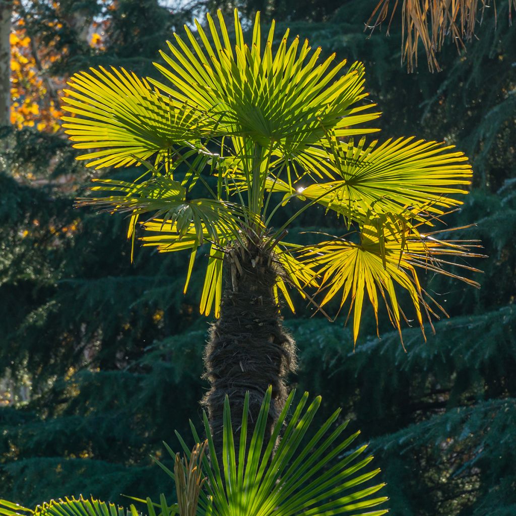 Palmier de Chine - Trachycarpus fortunei 