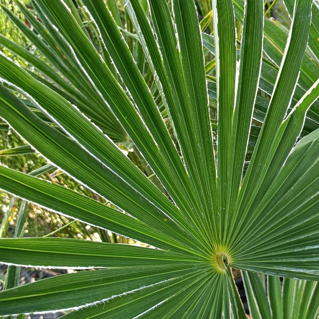 Trachycarpus wagnerianus - Palmier miniature